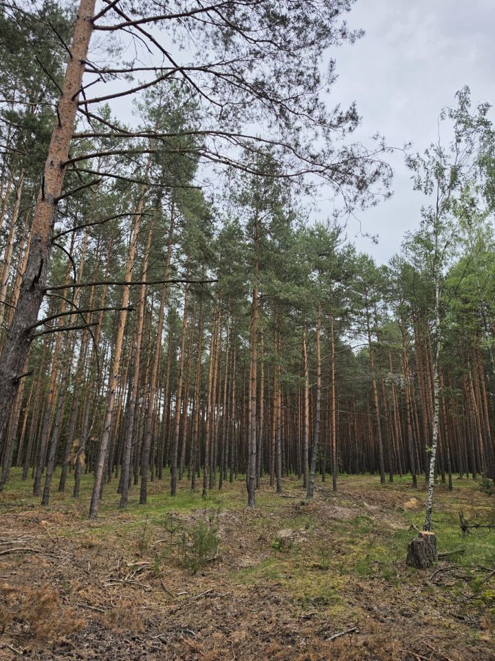Działka rolno-budowlana Sulików. Zdjęcie 6