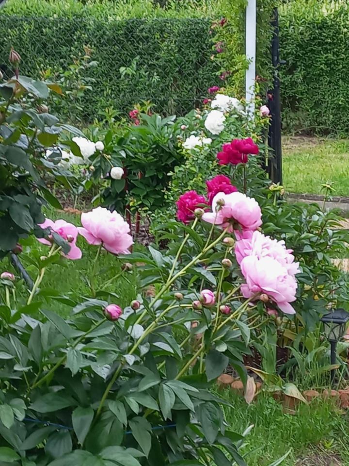 Działka rod Dys Bernatówka, ul. Bernatówka. Zdjęcie 8