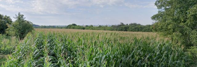 Działka budowlana Kalisz Chmielnik. Zdjęcie 1