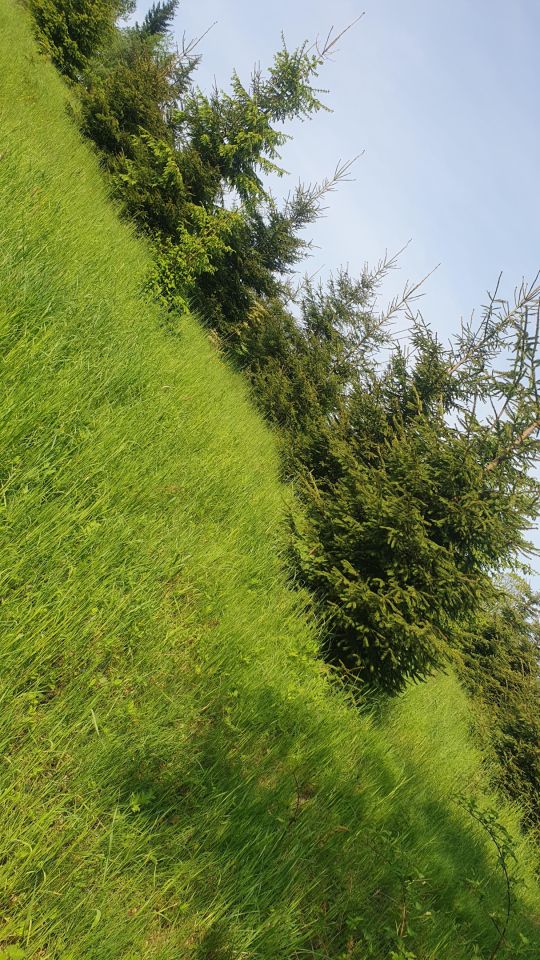 Działka leśna Rdzawka Rusnakówka. Zdjęcie 6