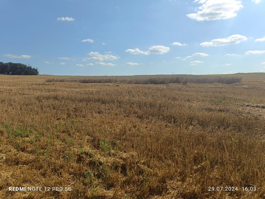 Działka budowlana Gębice. Zdjęcie 2