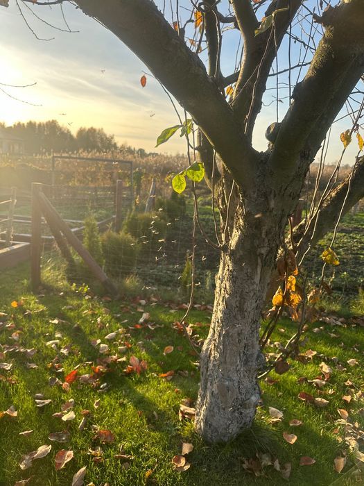 Działka rod Syców, ul. Komorowska. Zdjęcie 3