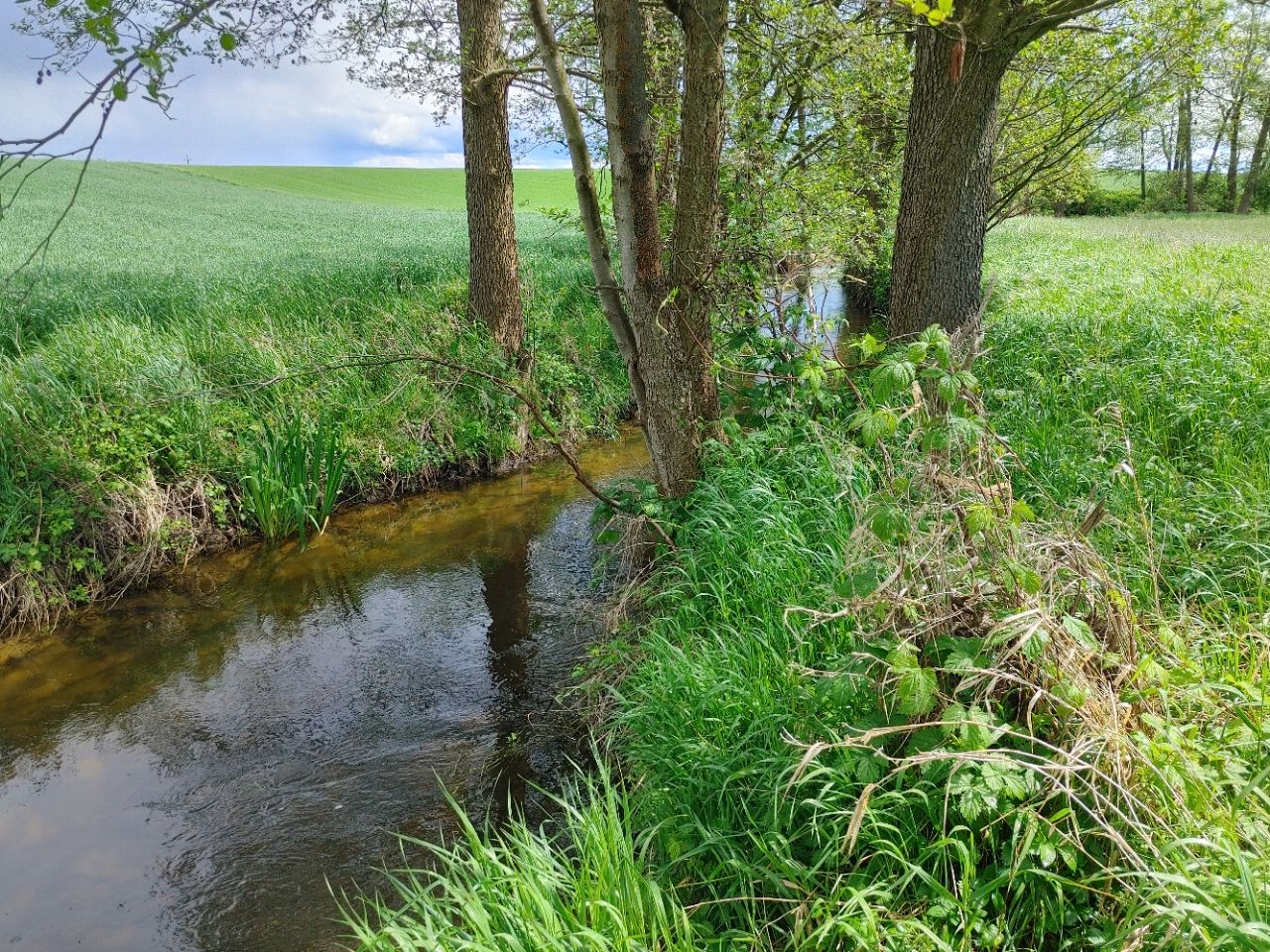 Działka rolna Niemieczkowo. Zdjęcie 8