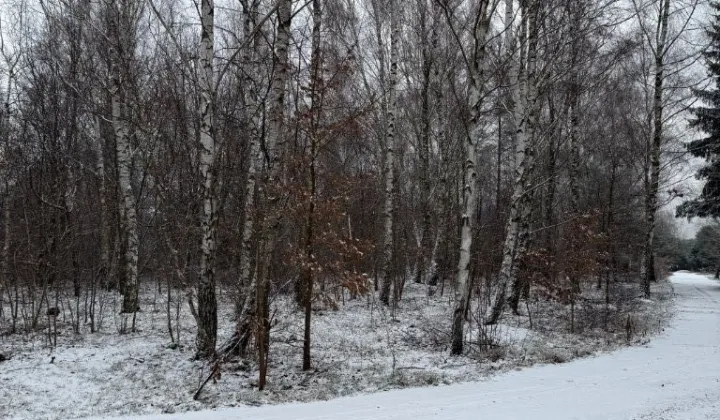 Działka budowlana Kajetany, ul. Mokra