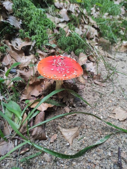 Działka budowlana Parchowo Karłowo. Zdjęcie 11