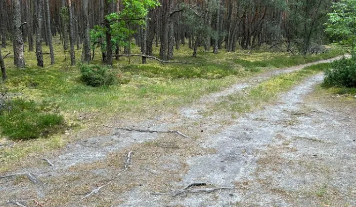 Działka leśna Jasionna