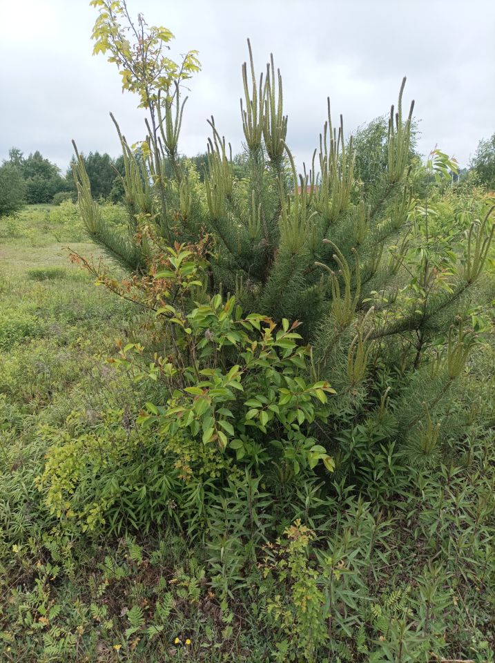 Działka inna Łódź Lublinek, ul. Maratońska. Zdjęcie 4