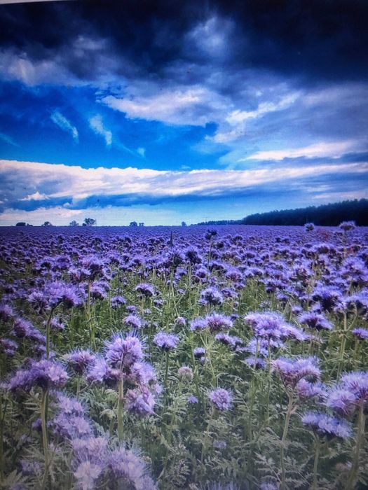 Działka rolna Wądzyn. Zdjęcie 3