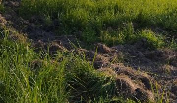 Działka budowlana Łódź Górna, ul. Jesiotrowa