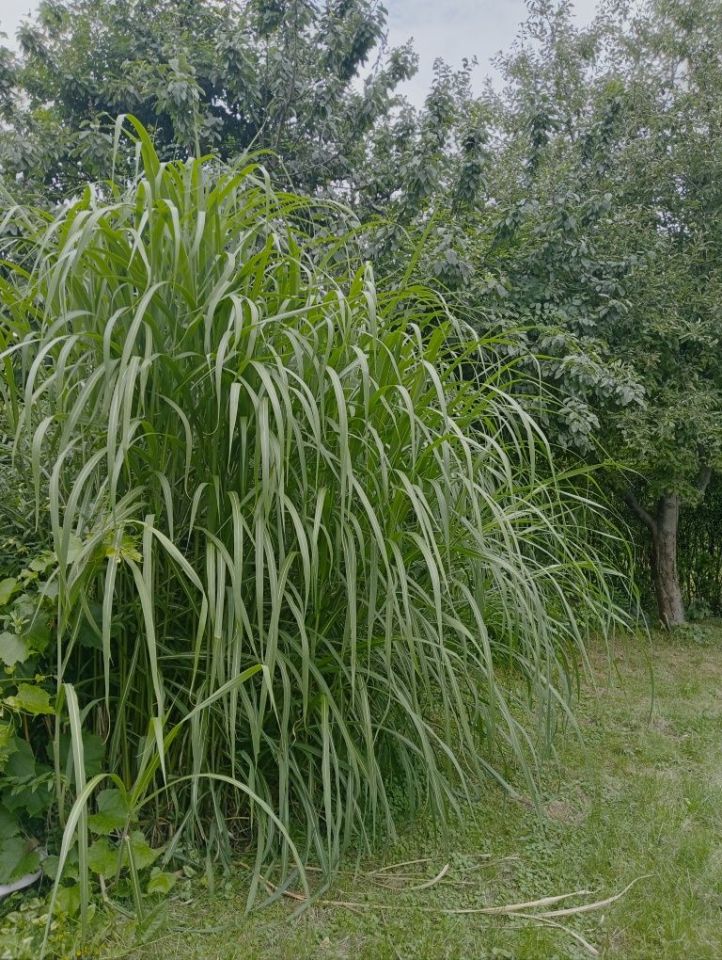 Działka rod Wołomin. Zdjęcie 6