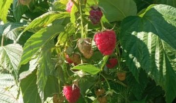 Działka budowlana Golasowice, ul. Cz. Miłosza