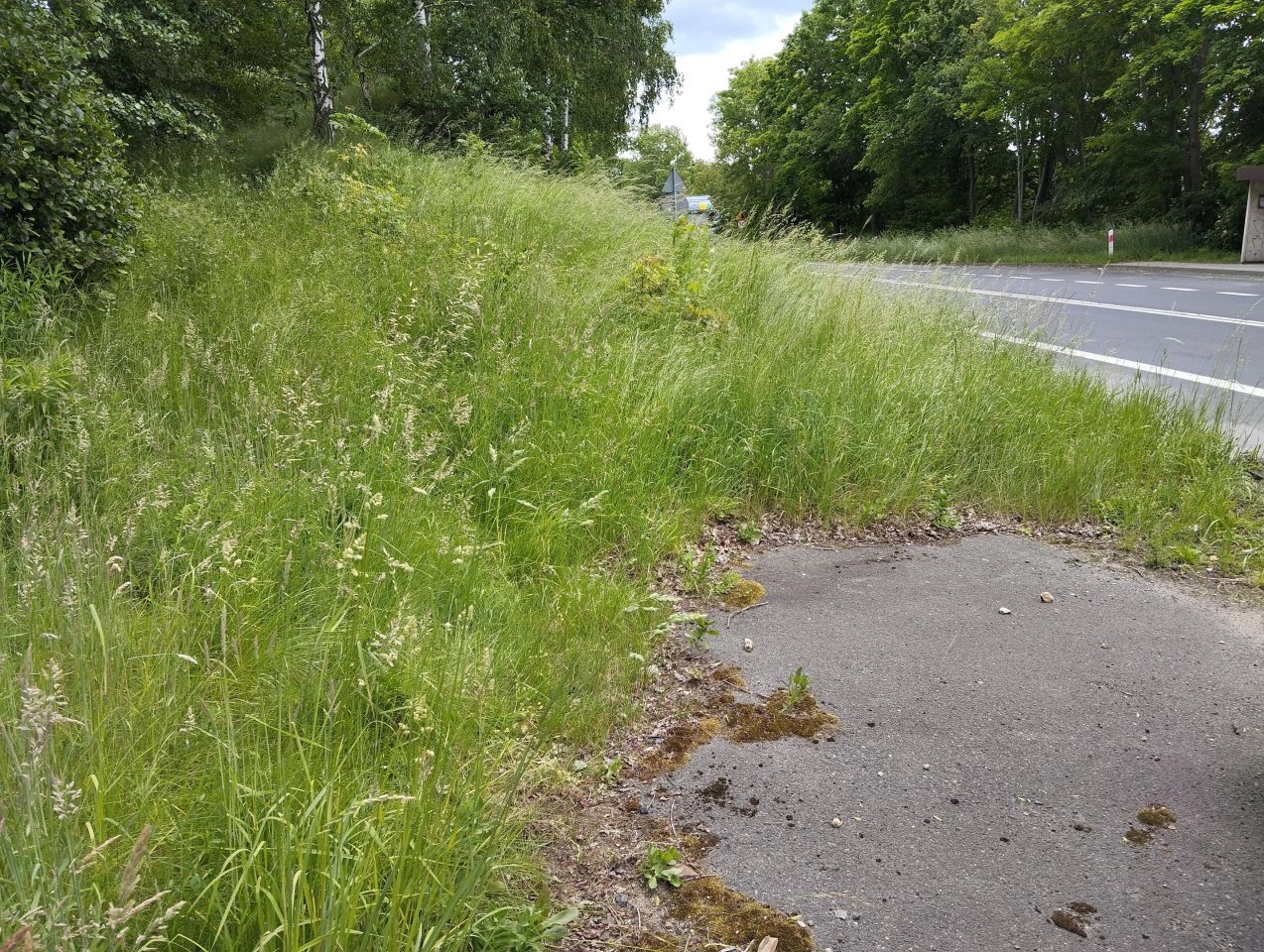 Działka siedliskowa Rybnica. Zdjęcie 7