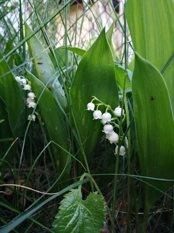 dom letniskowy Konstantynów Łódzki Żabiczki, ul. Lutomierska. Zdjęcie 3