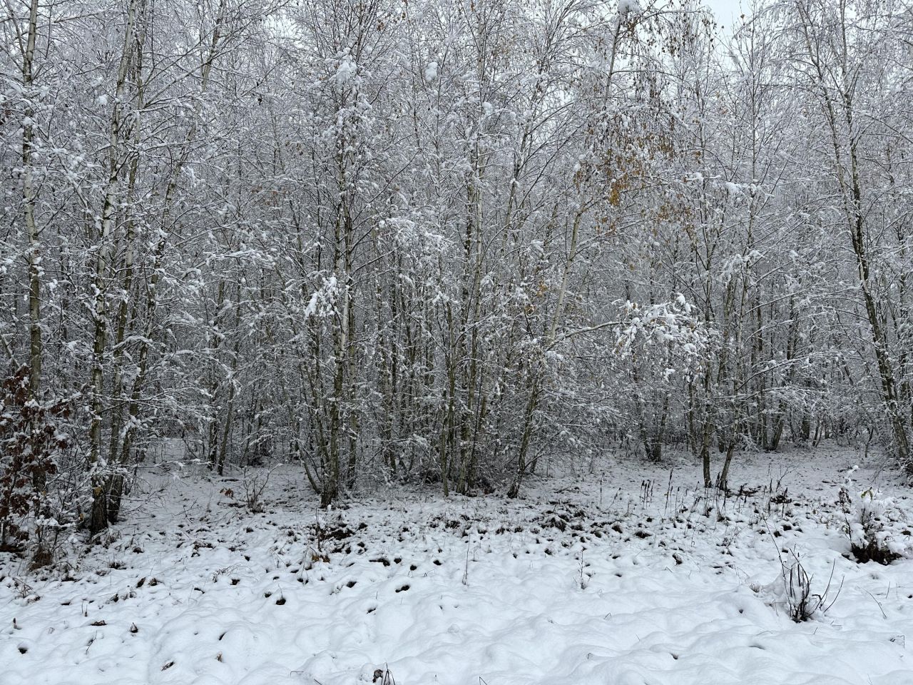 Działka rolna Gadka, ul. Mały Gościniec. Zdjęcie 6