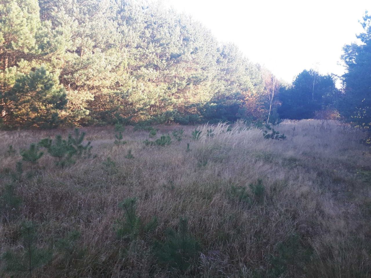 Działka rolna Podmieście. Zdjęcie 6