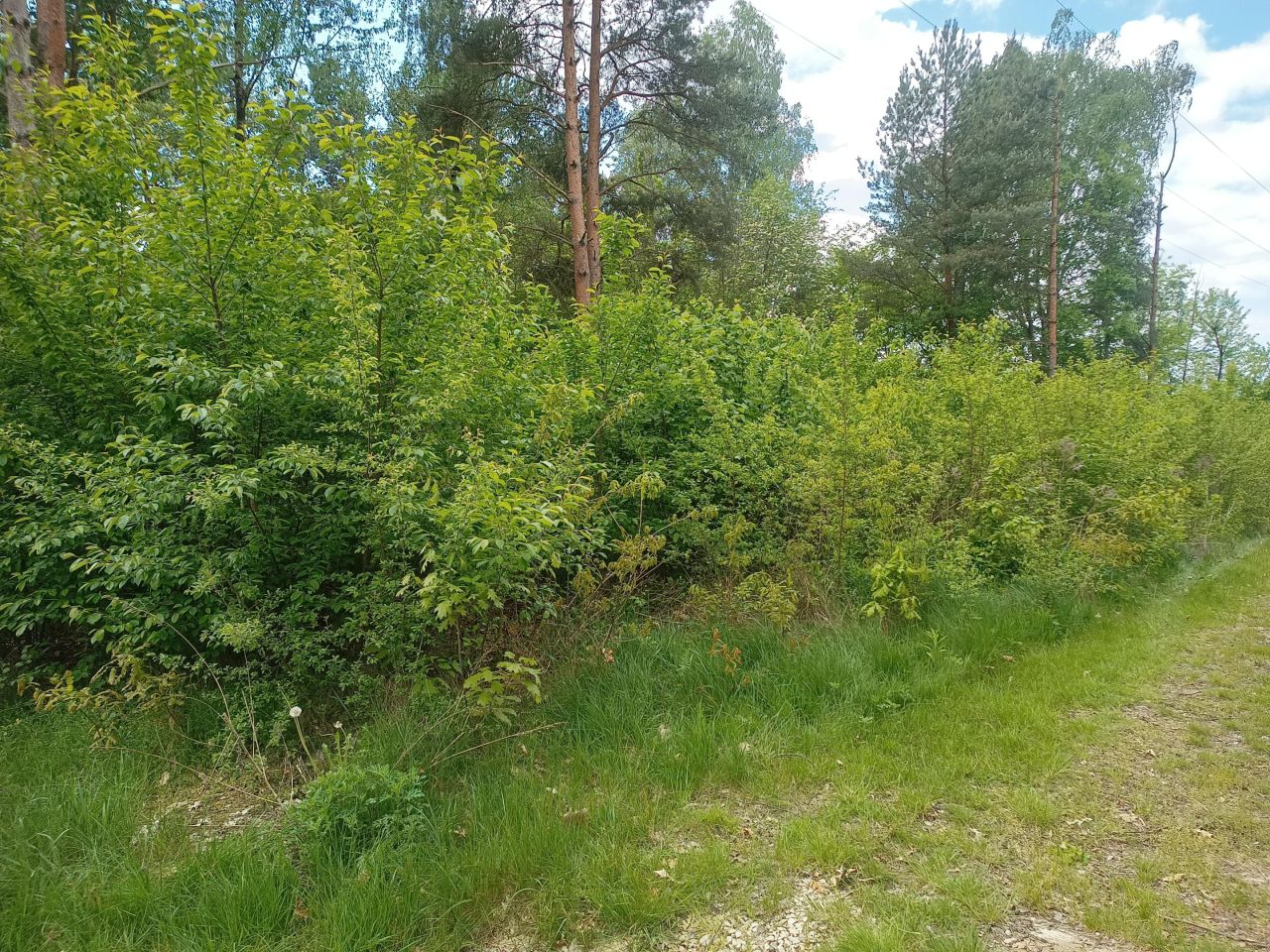 Działka budowlana Tomczyce. Zdjęcie 10