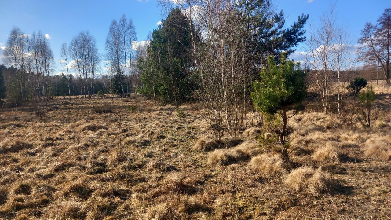 Działka rolna Zielona Góra Jarogniewice, ul. Jarogniewice. Zdjęcie 8