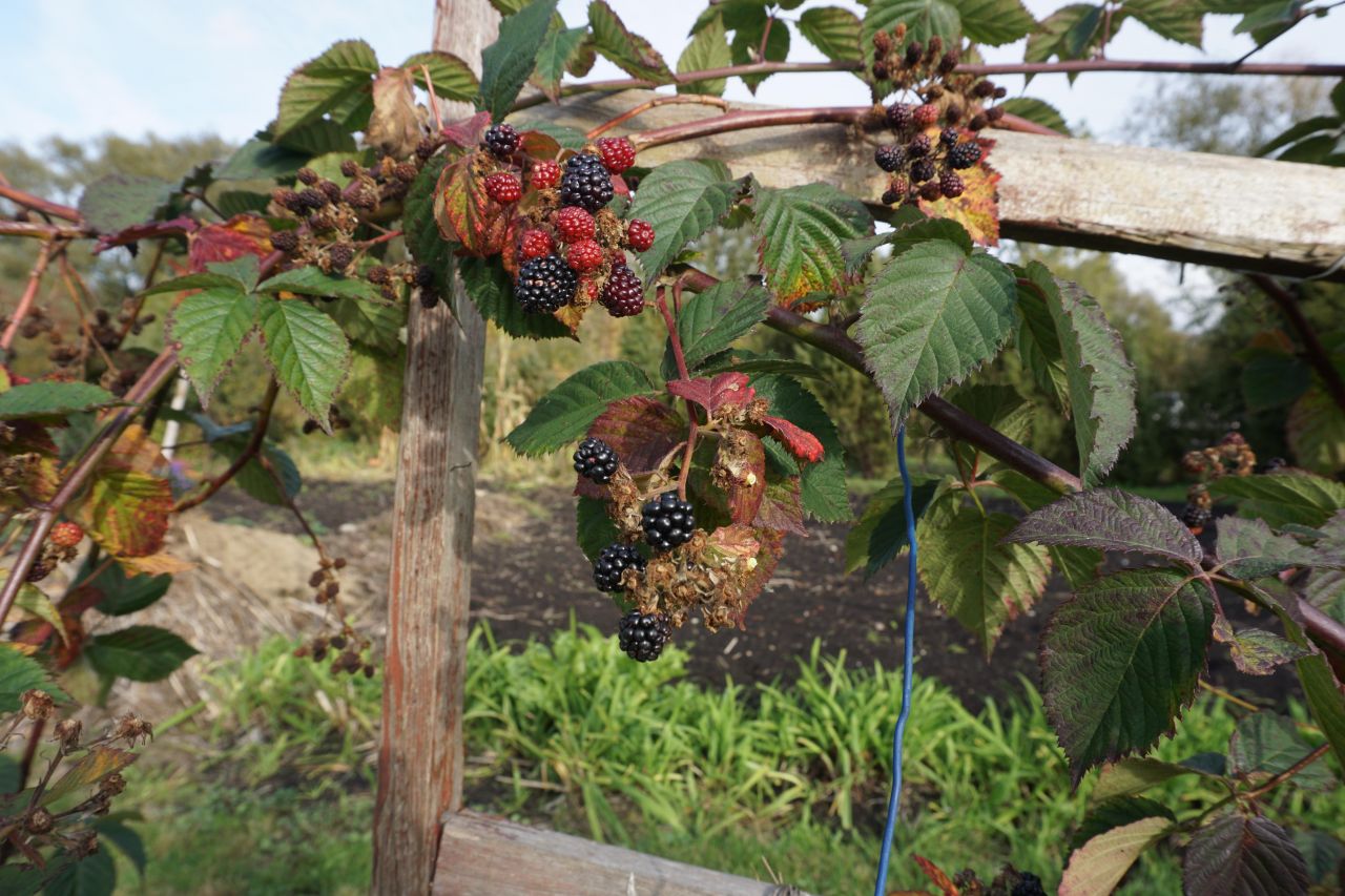 Działka rekreacyjna Łomża, ul. Grobla Jednaczewska