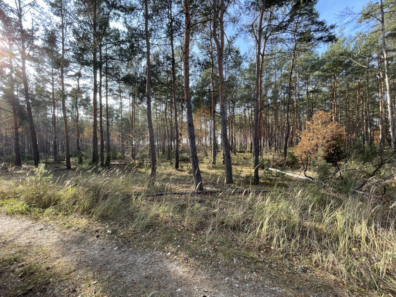 Działka budowlana Młyniska, Młyniska. Zdjęcie 4