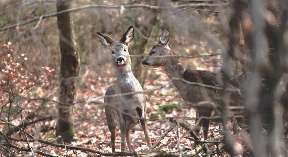 Działka budowlana Kieźliny, ul. Romana Domagały. Zdjęcie 10