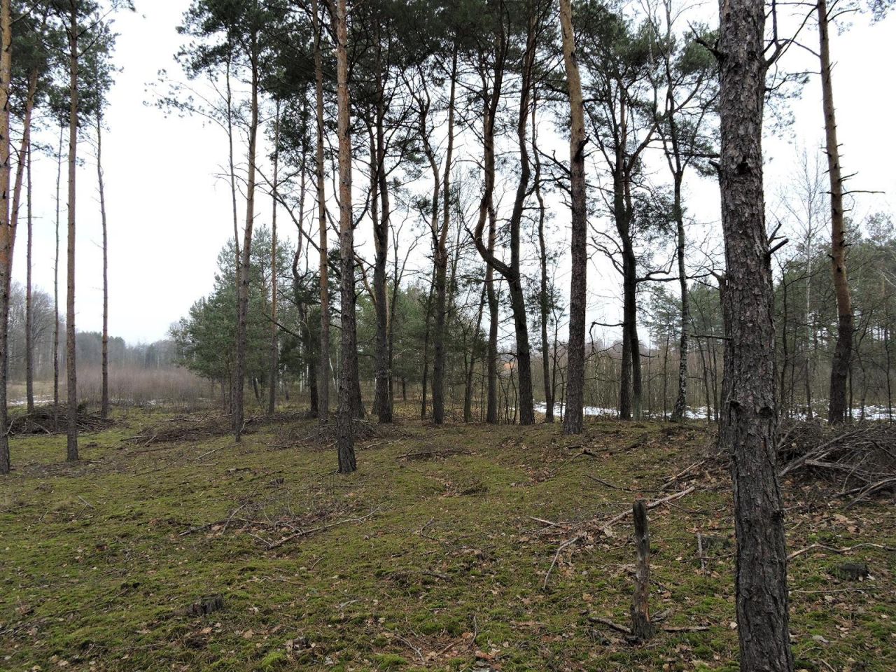 Działka rolna Budziska, ul. Ptasia. Zdjęcie 12