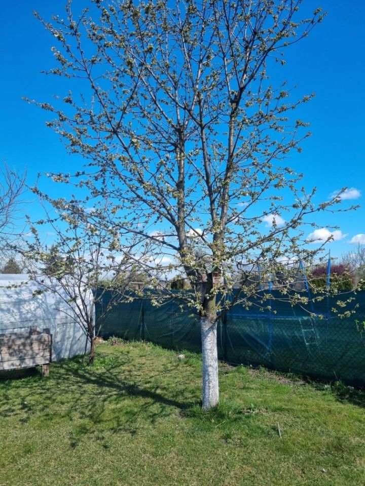 Działka rod Gliwice Szobiszowice, ul. Rybnicka. Zdjęcie 2