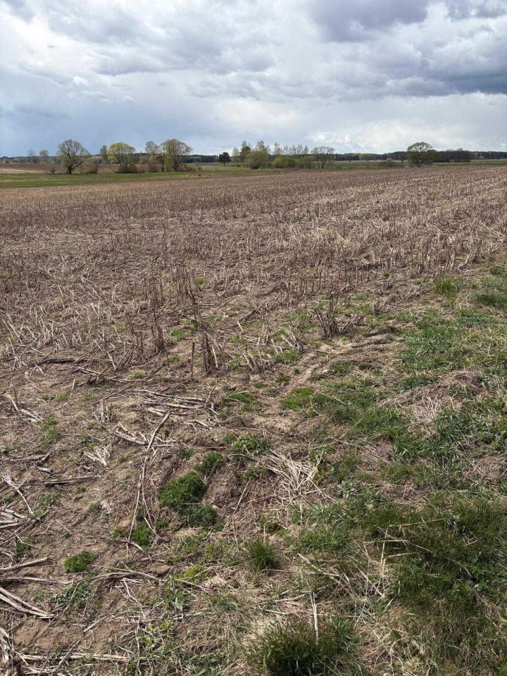 Działka rolna Doratynka. Zdjęcie 2