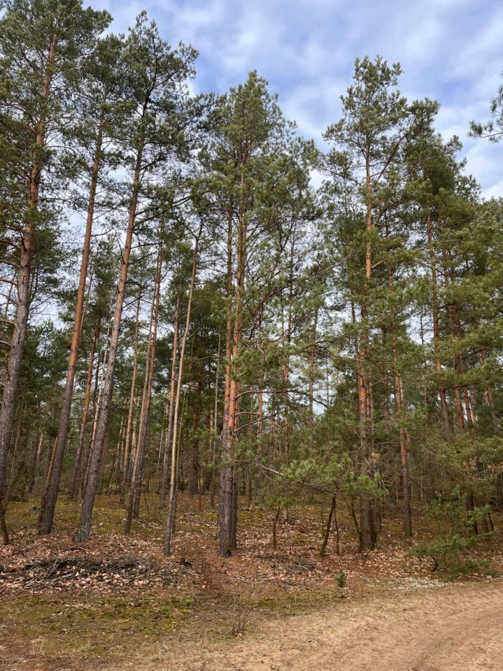 Działka leśna Budy Rumockie. Zdjęcie 3