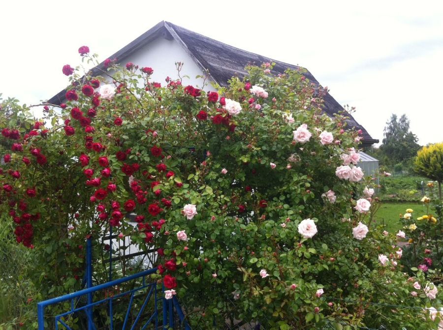 Działka rod Rumia, ul. Hodowlana. Zdjęcie 6