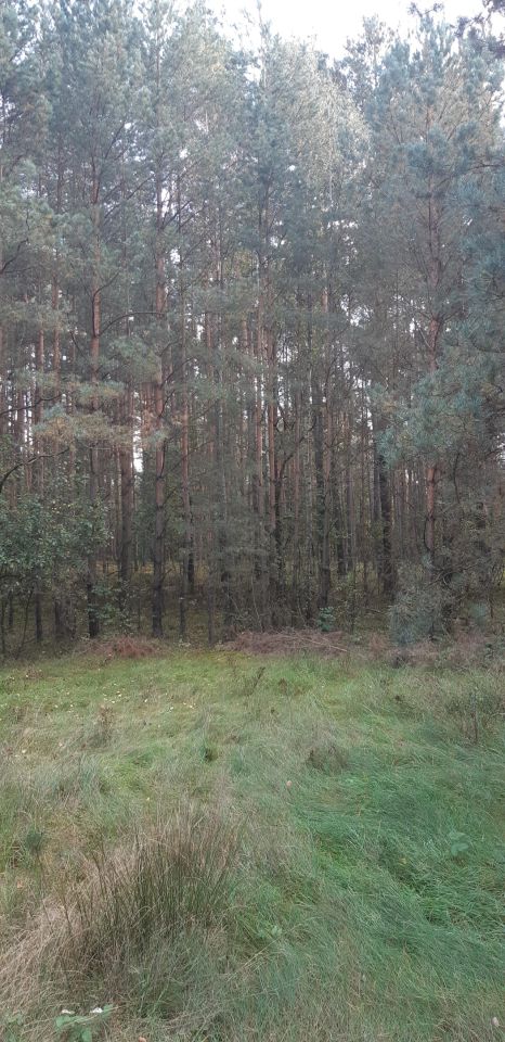 Działka leśna Ewelinów. Zdjęcie 7