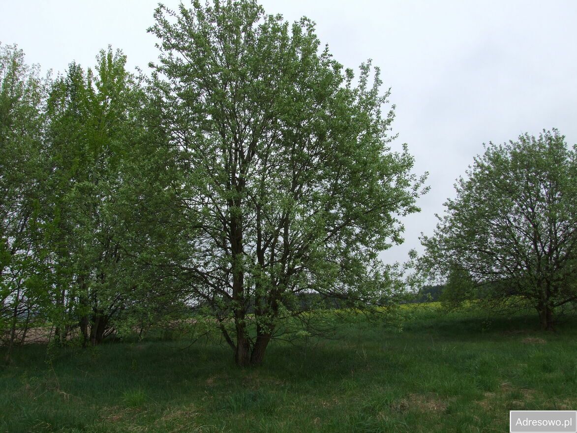 Działka siedliskowa Hruszew. Zdjęcie 7