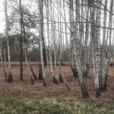 Działka budowlana Daleszyce. Zdjęcie 2