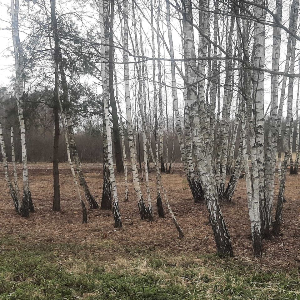 Działka budowlana Daleszyce. Zdjęcie 3