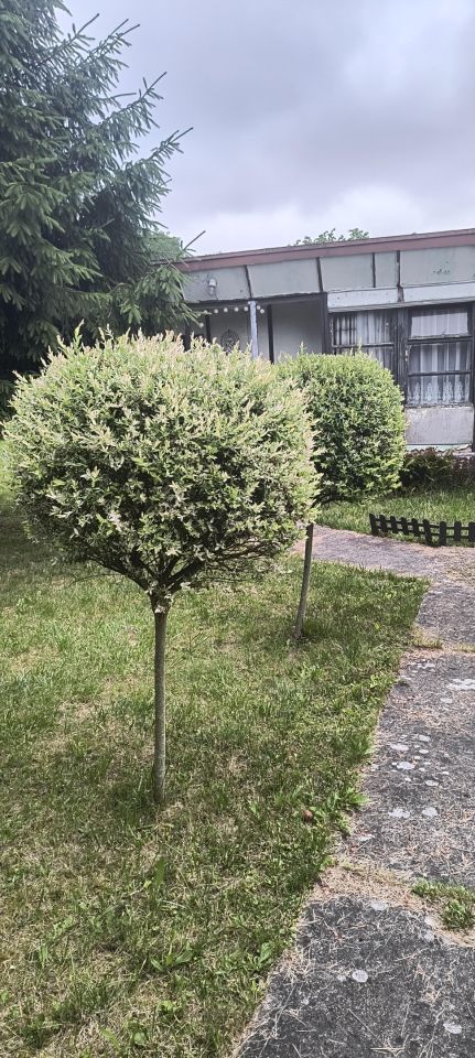 Działka rod Kołobrzeg, ul. Janiska. Zdjęcie 5