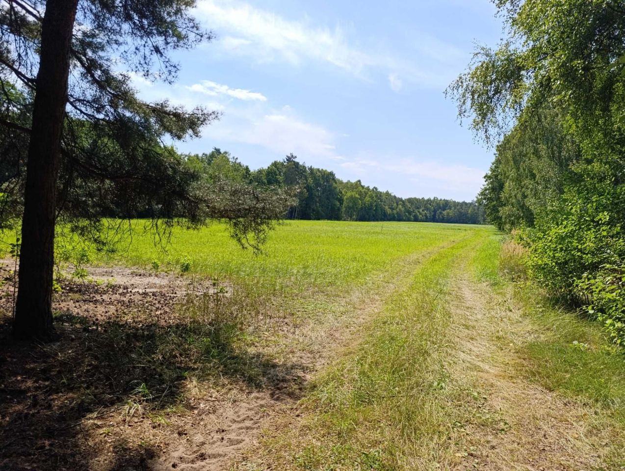 Działka rolna Grabowiec Stawiszcze. Zdjęcie 5