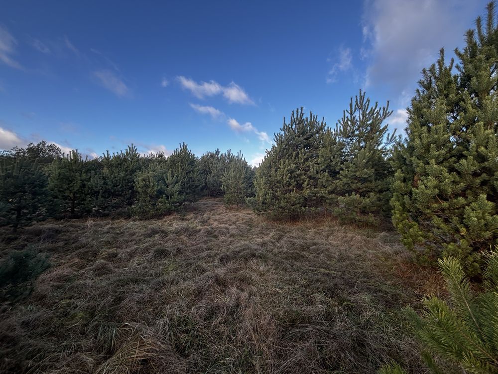 Działka rolno-budowlana Cieciorka. Zdjęcie 8