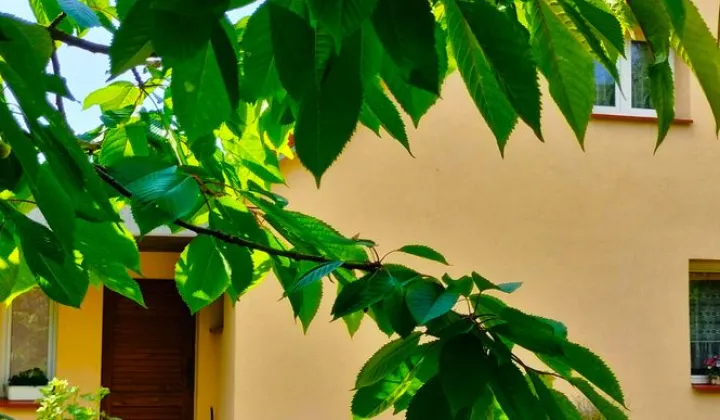 dom wolnostojący, 4 pokoje Szczecinek, ul. Szczecińska