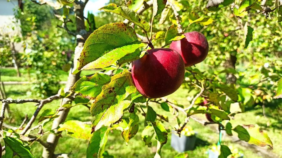 Działka rod Straszyn, ul. inż. A. Hoffmanna. Zdjęcie 17