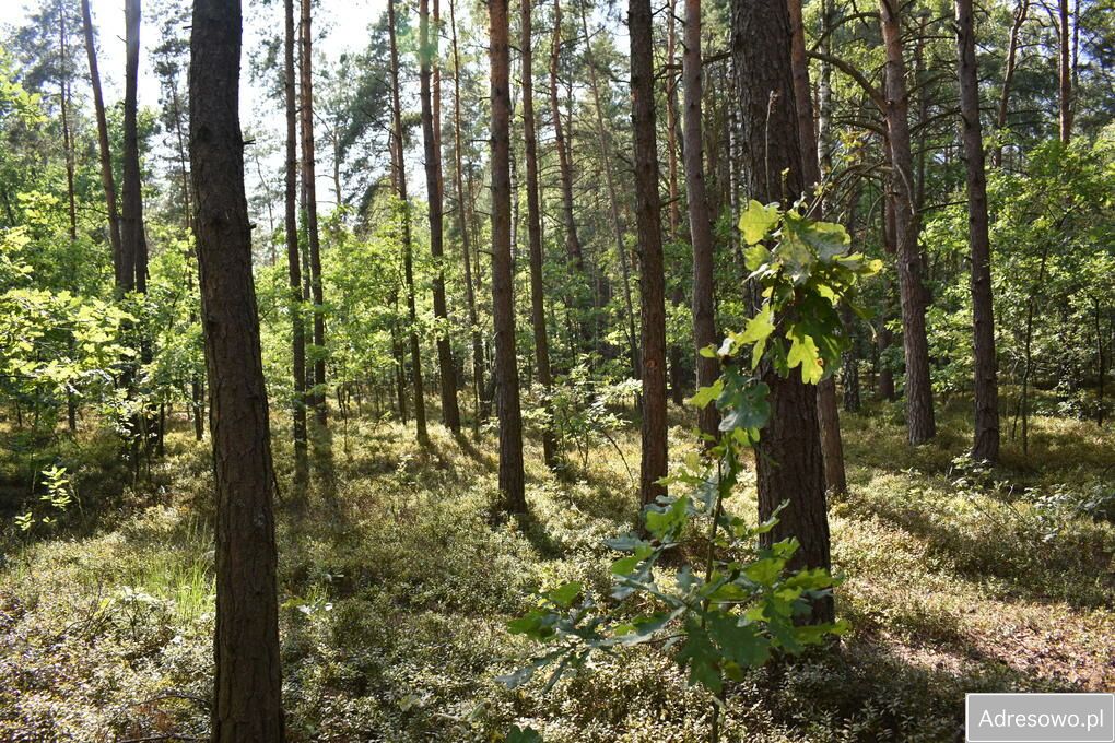 Działka leśna Stary Żabieniec