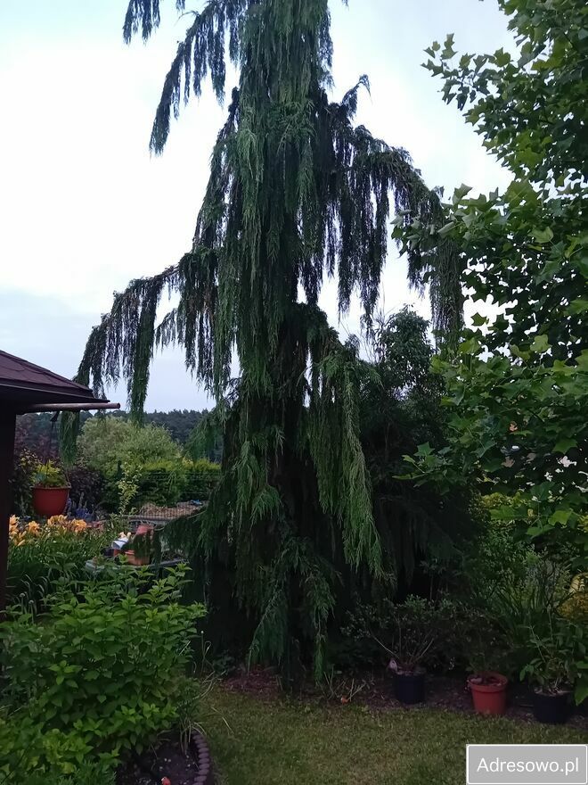 Działka rod Gostynin. Zdjęcie 4