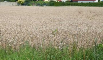 Działka budowlana Smardzów
