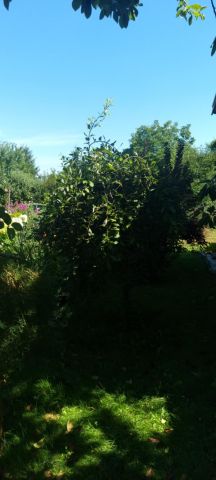 Działka rod Radom Wacyn, ul. Osiowa. Zdjęcie 1