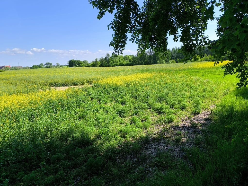 Działka rolno-budowlana Młyniska. Zdjęcie 7