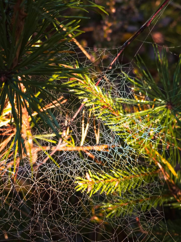 dom letniskowy, 2 pokoje Skorzewo. Zdjęcie 25