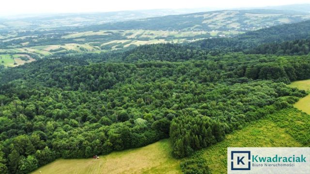 Działka leśna Stary Żmigród. Zdjęcie 7