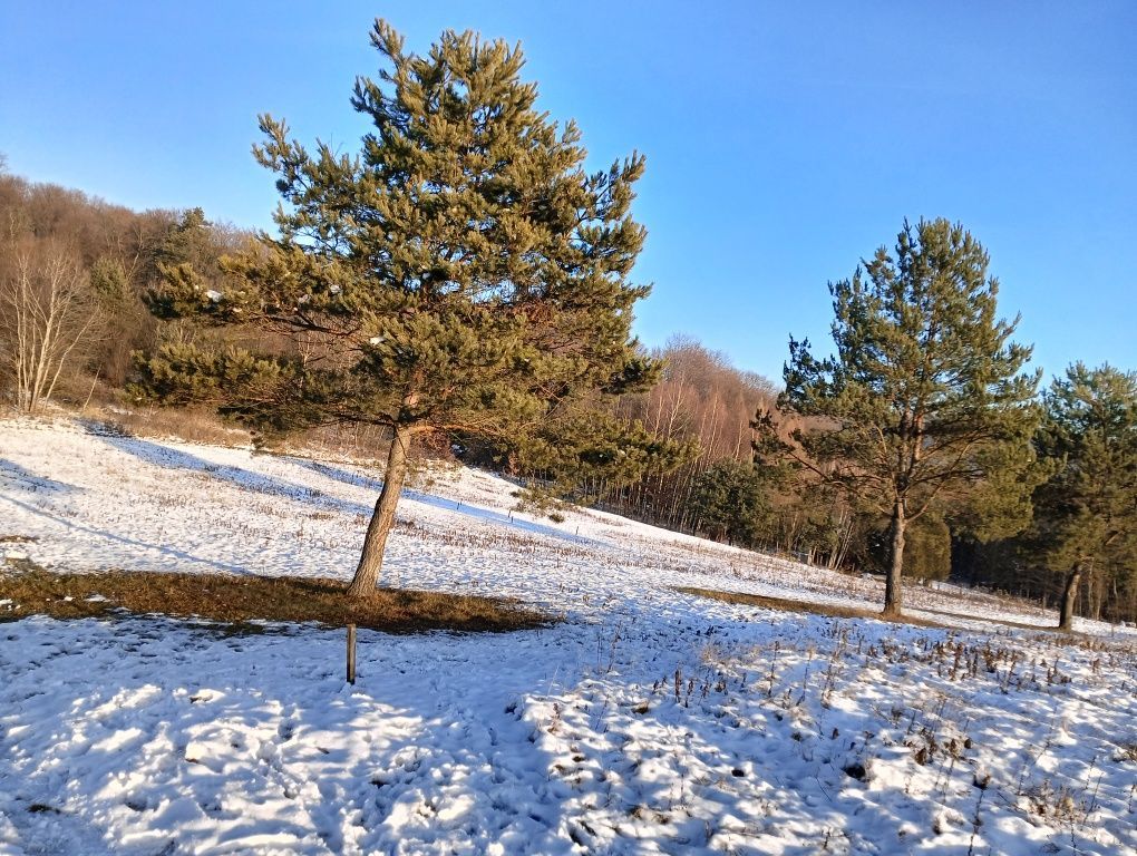 Działka budowlana Grabownica Starzeńska. Zdjęcie 3