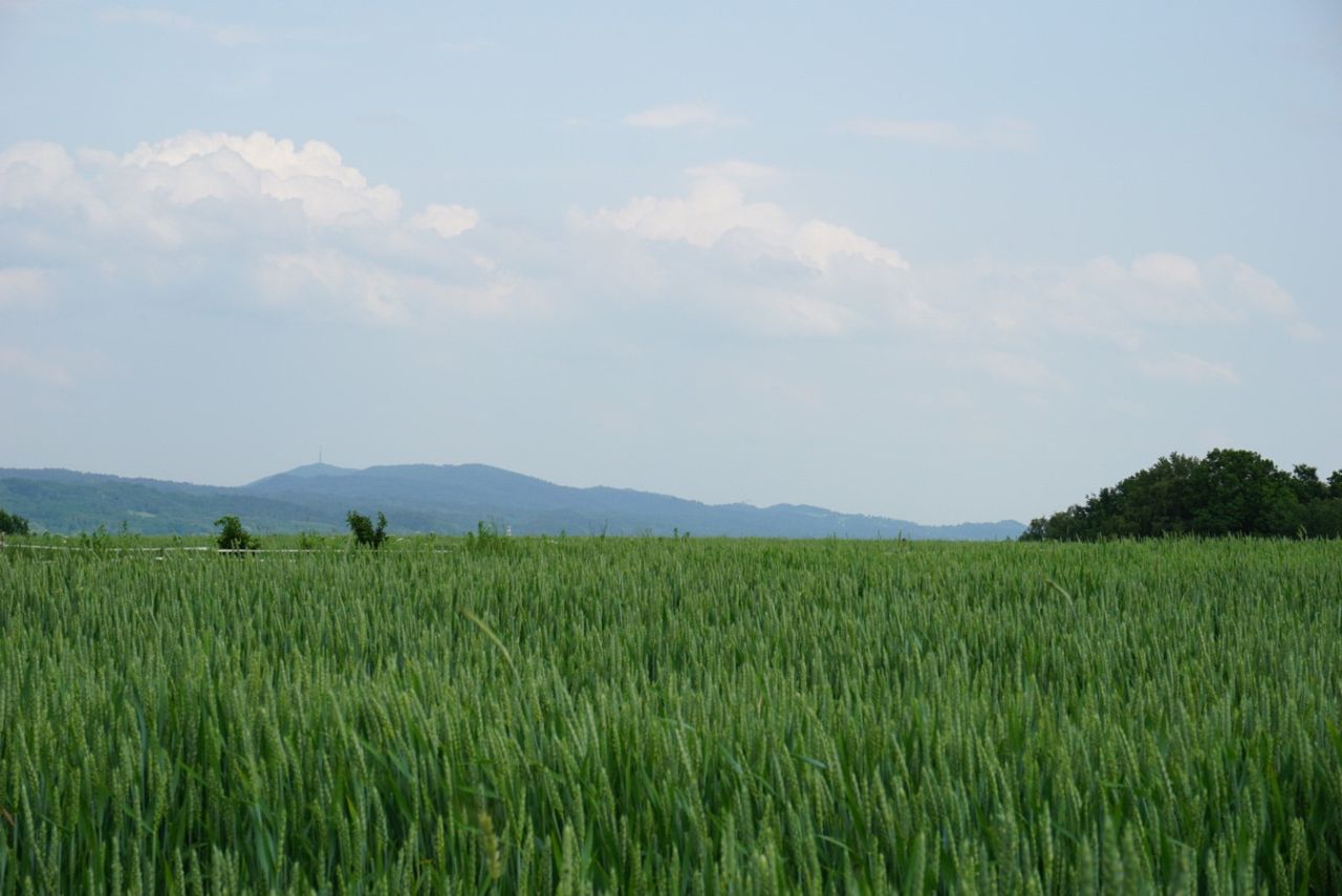 Działka budowlana Przybówka. Zdjęcie 2