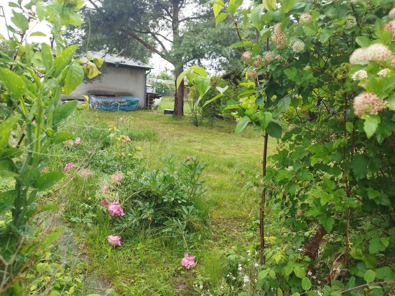 Działka rod Gdańsk Olszynka, ul. Łanowa. Zdjęcie 4