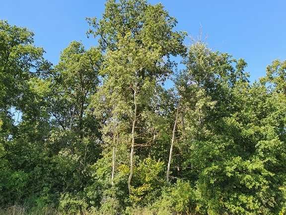 Działka leśna Chmielewo. Zdjęcie 2