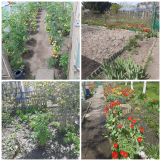 Działka rod Stargard, ul. Morska. Zdjęcie 1